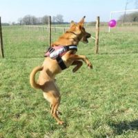 Falco - Caniparc16 - The Play Park for Dogs