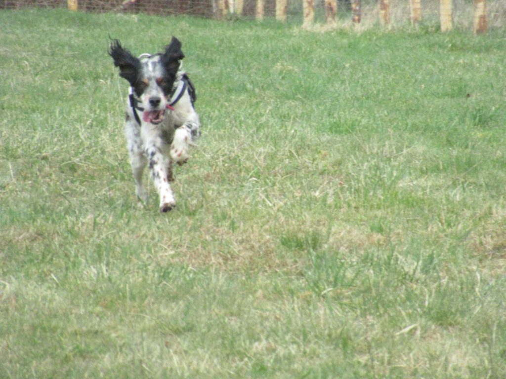 George - CaniParc16 - The Play Park for Dogs